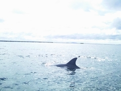Tursiops aduncus