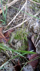 Pilularia globulifera