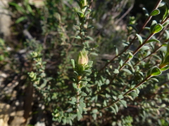 Hibbertia crinita