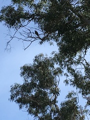 Anthochaera chrysoptera