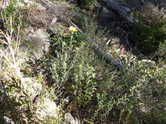 Hibbertia crinita