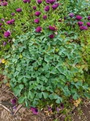 Aquilegia atrata