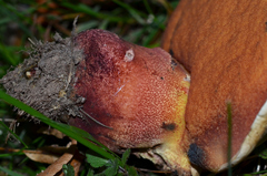 Rubroboletus legaliae
