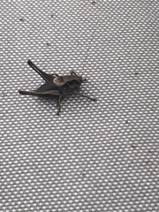 Pholidoptera griseoaptera