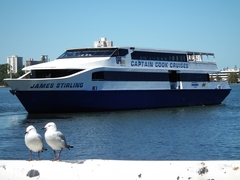 Chroicocephalus novaehollandiae