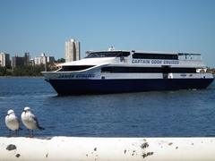 Chroicocephalus novaehollandiae