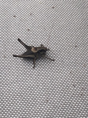 Pholidoptera griseoaptera