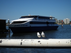 Chroicocephalus novaehollandiae