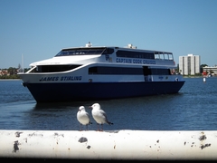 Chroicocephalus novaehollandiae