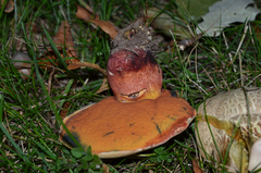 Rubroboletus legaliae