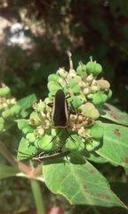 Pseudomops interceptus