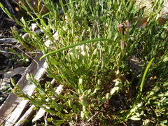 Phyllanthus striaticaulis