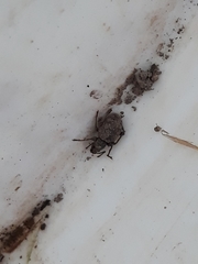 Otiorhynchus crataegi