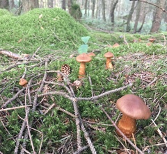 Cortinarius rubellus