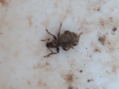 Otiorhynchus crataegi
