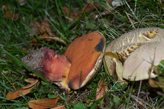 Rubroboletus legaliae