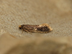 Monopis weaverella