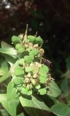 Pseudomops interceptus