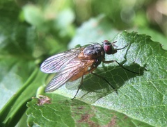 Phaonia rufiventris