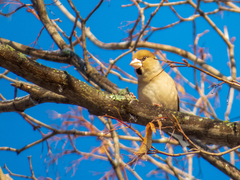 Coccothraustes coccothraustes