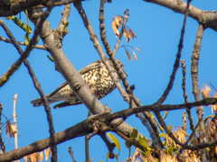 Turdus viscivorus