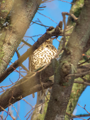 Turdus viscivorus