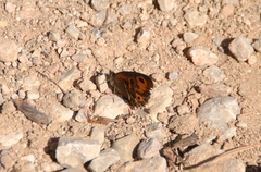 Pyronia bathseba