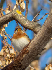 Fringilla montifringilla