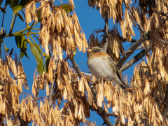 Fringilla montifringilla