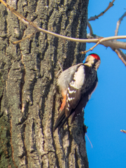 Dendrocopos syriacus