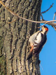 Dendrocopos syriacus