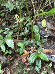 Odontochilus tashiroi