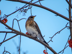Turdus pilaris