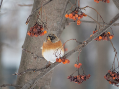 Fringilla montifringilla
