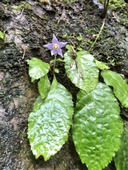 Conandron ramondioides