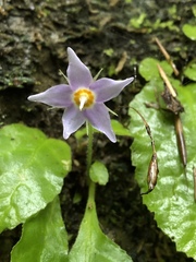 Conandron ramondioides