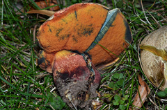 Rubroboletus legaliae