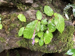 Conandron ramondioides