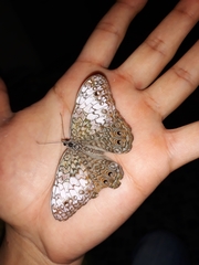 Hamadryas amphichloe