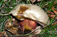 Rubroboletus legaliae