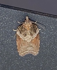 Acleris celiana