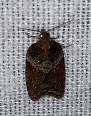 Acleris celiana