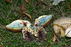 Rubroboletus legaliae