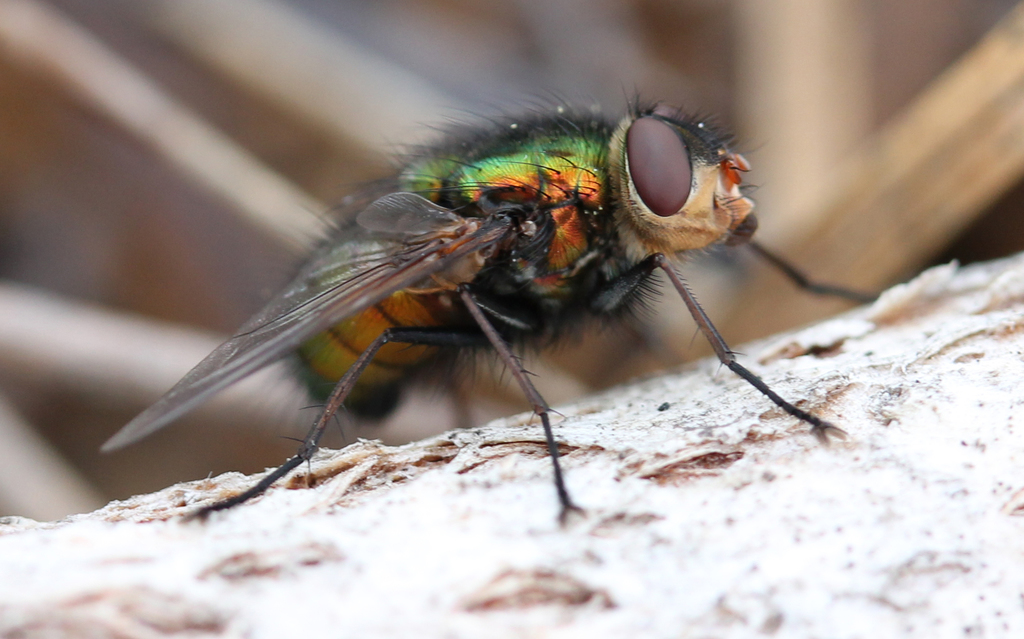 Rutilia minor