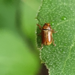 Cryptocephalus pini