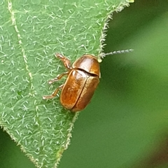 Cryptocephalus pini