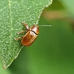Cryptocephalus pini
