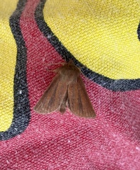 Denticucullus pygmina