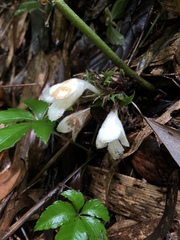 Gomphostemma chinense