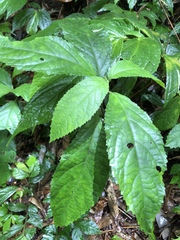 Gomphostemma chinense